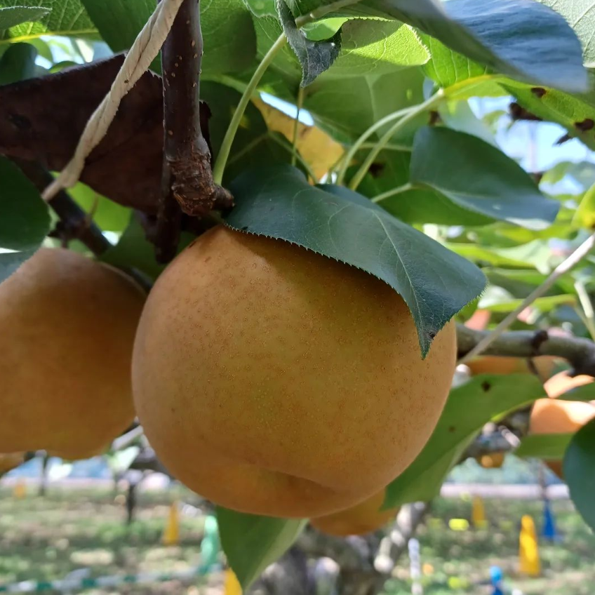 農林公園：令和４年９月１８日（日）新高梨の収穫体験について