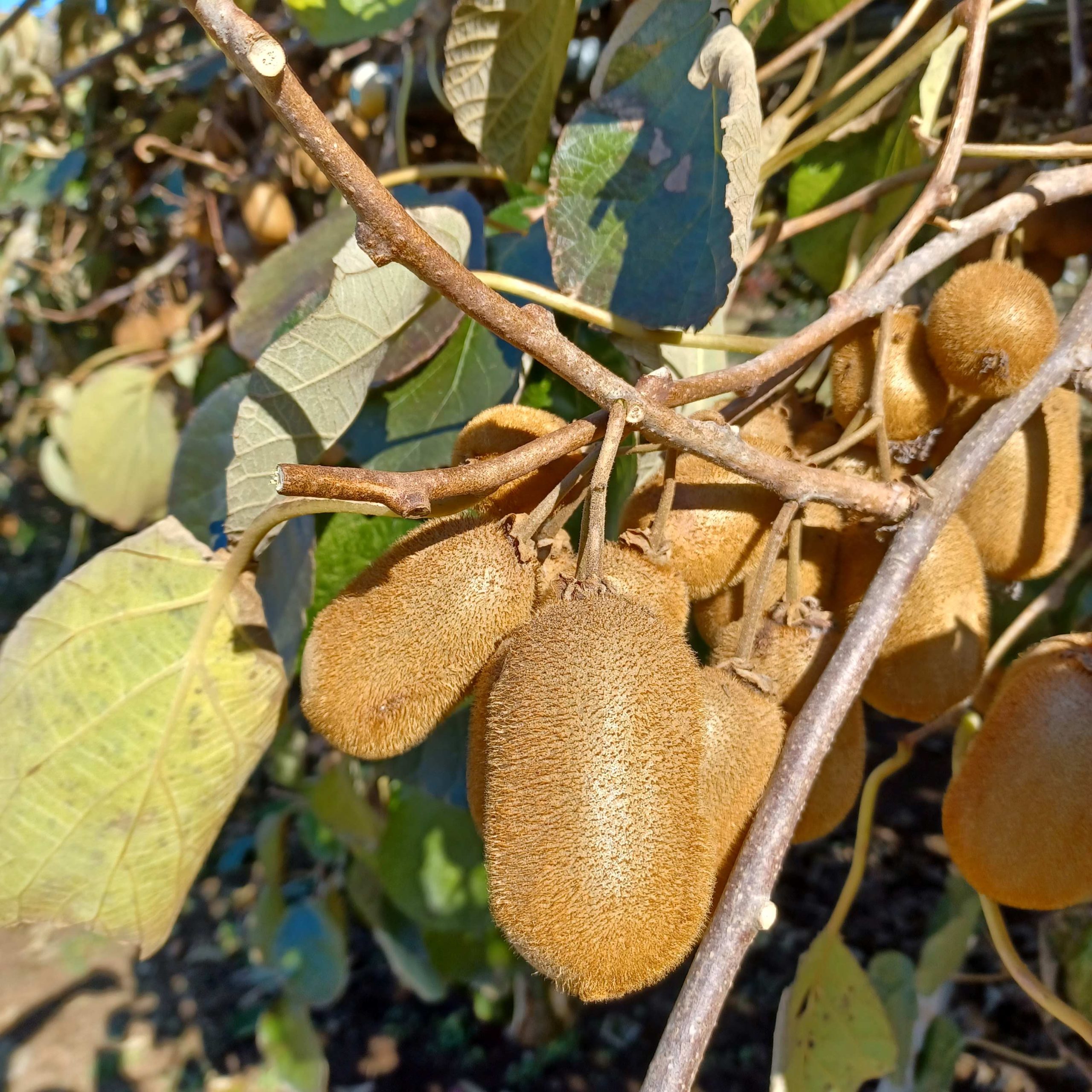 キウイフルーツの収穫体験について