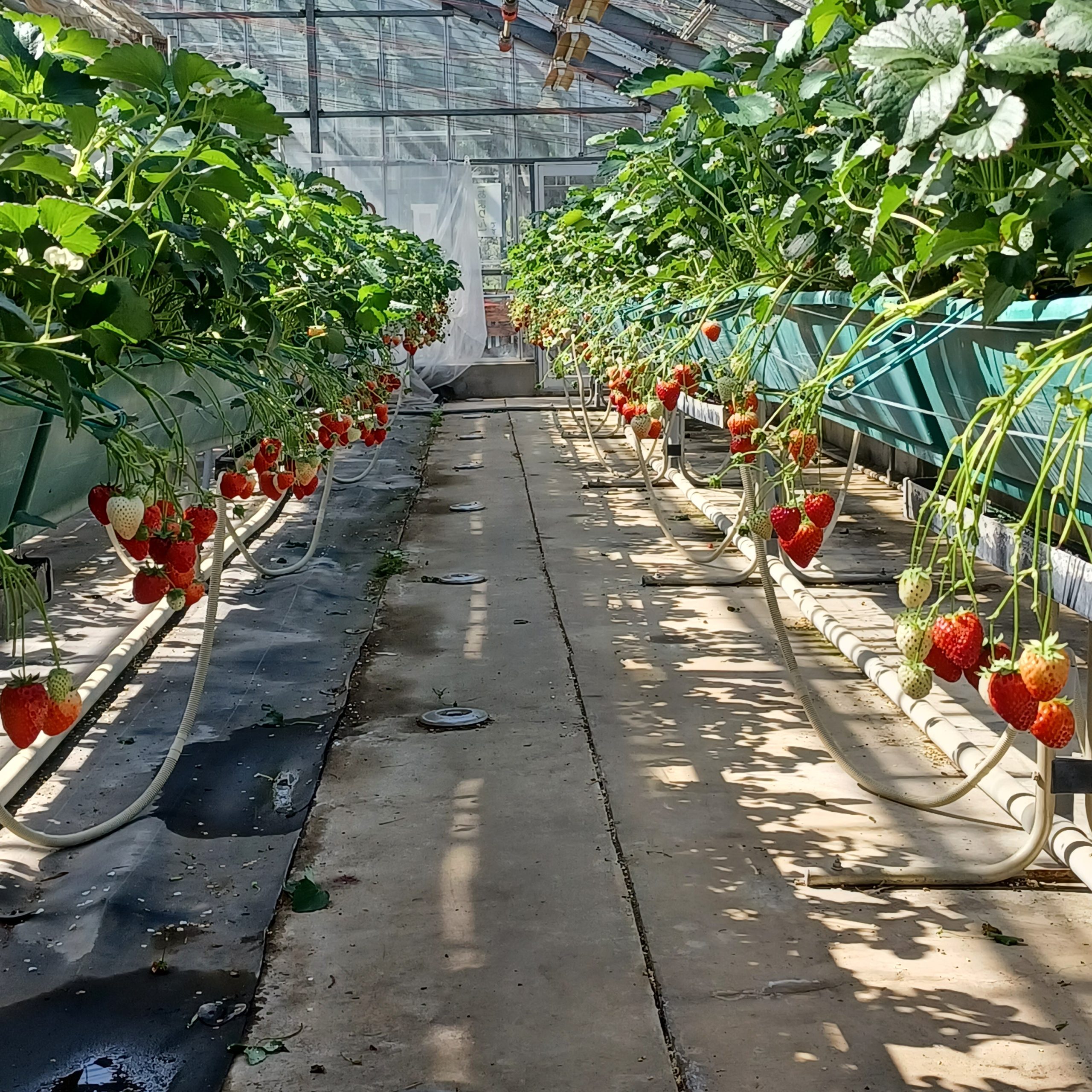農林公園：今年のイチゴの収穫体験終了のお知らせ