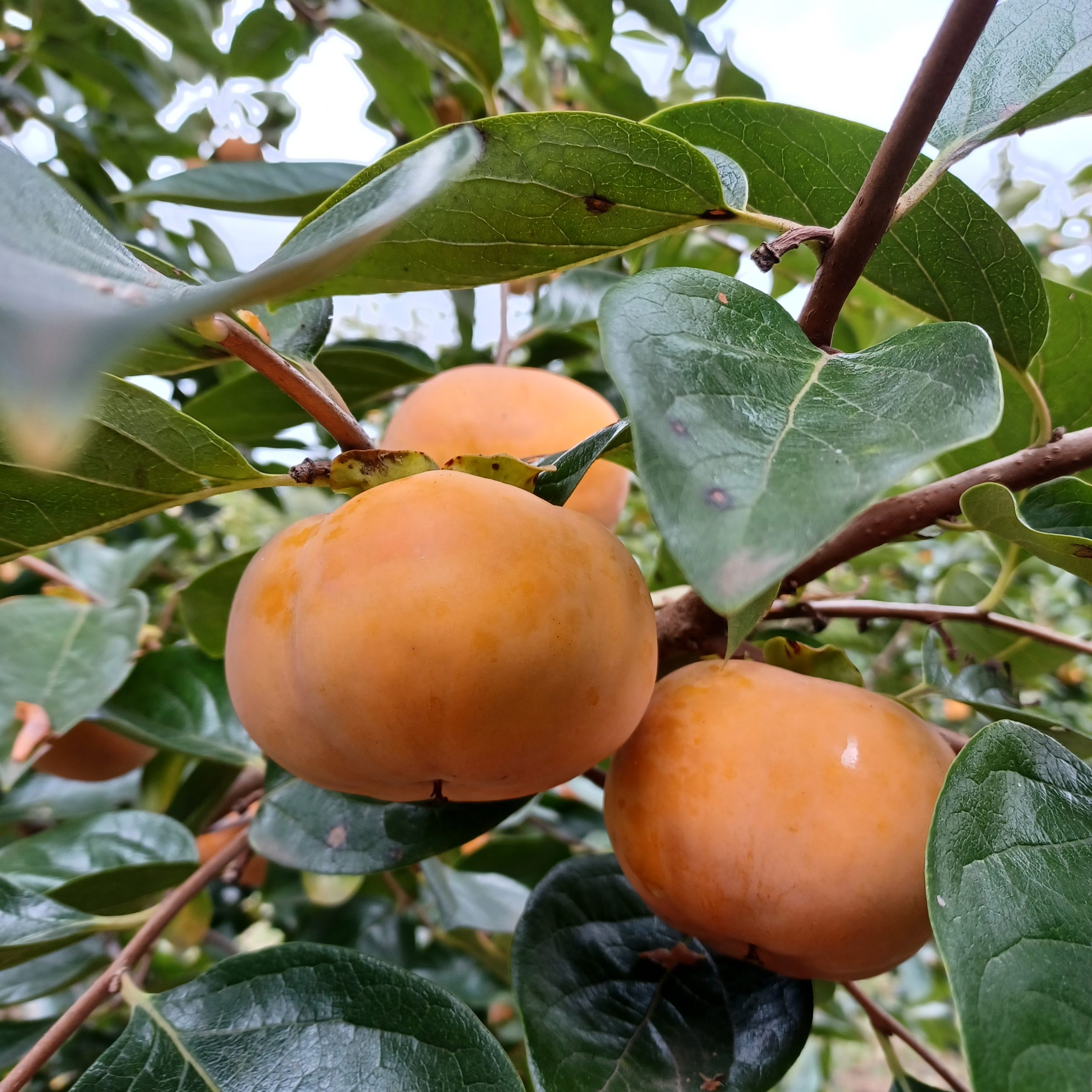 農林公園：柿の収穫体験のお知らせ